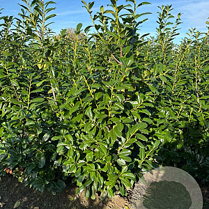 Prunus l. 'Novita' 175-200 cm met kluit