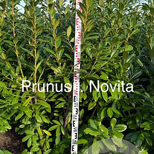 Prunus l. 'Novita' 175-200 cm met kluit