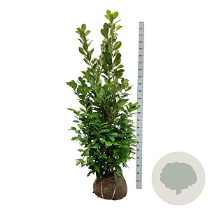 Prunus I. 'Rotundifolia' 175-200 cm met kluit