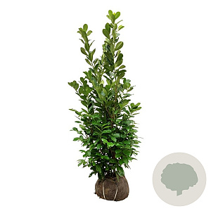 Prunus I. 'Rotundifolia' 175-200 cm met kluit