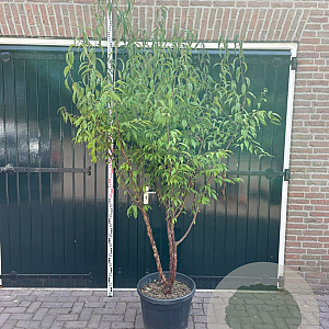 Prunus serrula 200-250 cm 50L meerstammig