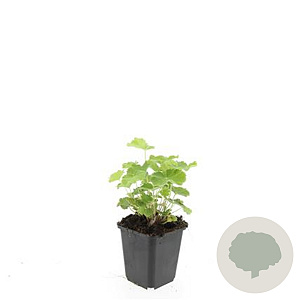 Alchemilla mollis GM P9