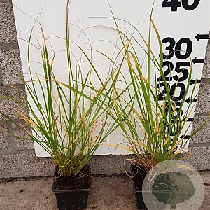 Pennisetum alopecuroides plantgoed P9