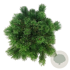 Pinus mugo 'Carsten's Wintergold' 30-40 cm 15L