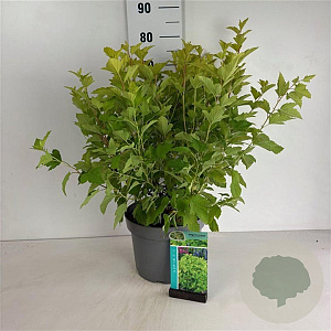 Physocarpus opulif. 'Dart's Gold' 60-80 cm 10L