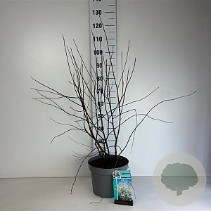 Amelanchier lamarckii 60-80 cm 10L
