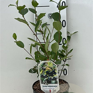 Aronia prunifolia 'Nero' 30-40 cm 3,0L