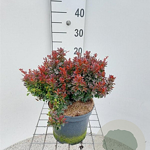 Berberis thunb. 'Bagatelle' 20 cm 3,0L