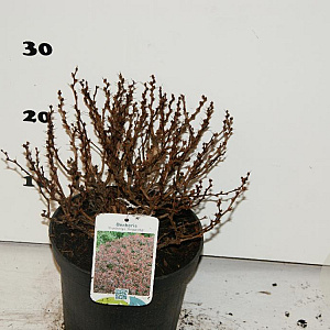 Berberis thunb. 'Bagatelle' 20 cm 3,0L