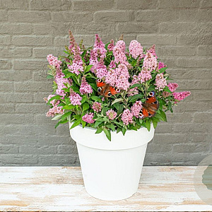 Buddleja d. 'Little Pink'® 20-25 cm 2,0L