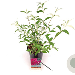 Buddleja d. 'Royal Red' 30-40 cm 3,0L