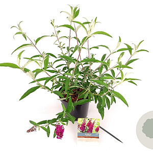 Buddleja d. Sugar Plum 30-40 cm 3,0L