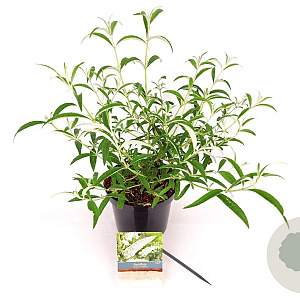 Buddleja d. 'White Profusion' 30-40 cm 3,0L