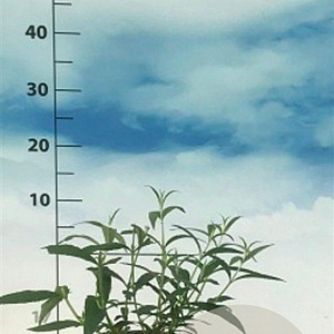 Buddleja d. 'White Profusion' 40-50 cm 3,0L