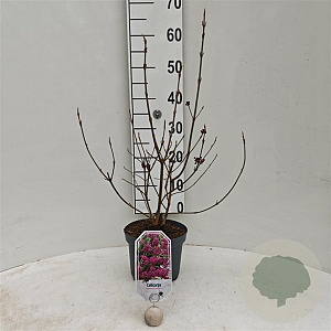 Callicarpa bod. 'Profusion' 30-40 cm 3,0L