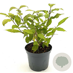 Callicarpa jap. 'Leucocarpa' 30-40 cm 3,0L