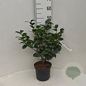Camellia j. 'Triumphans' 30-40 cm 3,0L