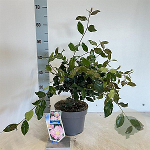 Camellia sas. 'Cleopatra' 30-40 cm 3,0L