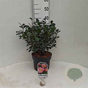 Camellia sas. 'Cleopatra' 50-60 cm 5,0L