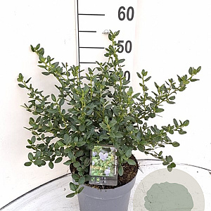 Ceanothus griseus 'Yankee Point' 40-50 cm 5,0L