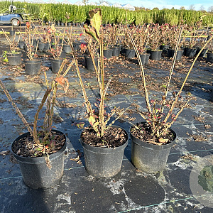 Euonymus alatus 30-40 cm 3,0L