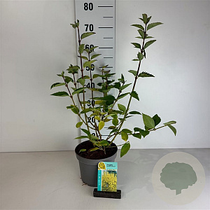 Forsythia 'Goldrausch' 40-50 cm 35L