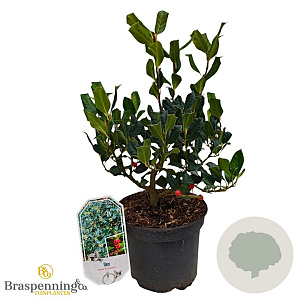 Ilex 'Nellie R. Stevens' 30-40 cm 3,0L