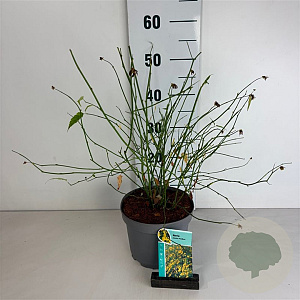 Kerria jap. 'Pleniflora' 40-50 cm 35L