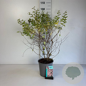 Kolkwitzia amabilis 60-80 cm cont. 65L