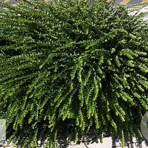 Lonicera pileata 'Moss Green' GM P15