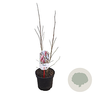 Magnolia 'Betty' 40-50 cm 3,0L