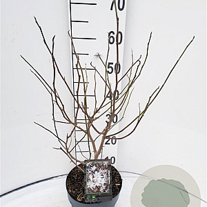 Magnolia stellata 40-50 cm 3,0L