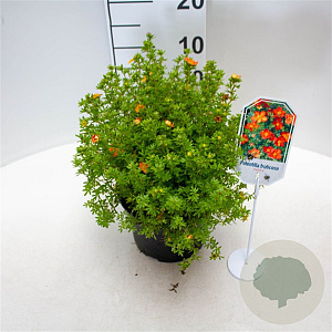 Potentilla f. 'Red Ace' 25-30 cm 3,5L