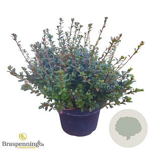 Rhododendron (AJ) 'Amoenum' 40-50 cm 10L