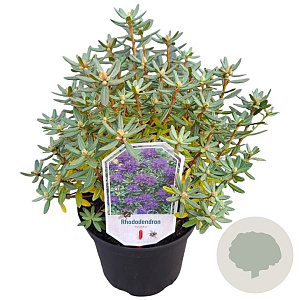 Rhododendron 'Azurika' 25-30 cm 3,5L