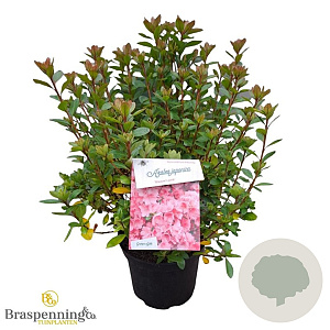Rhododendron (AJ) 'Blaauw's Pink' 25-30 cm 4,0L