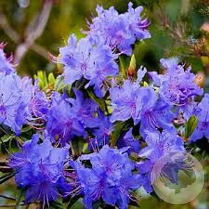 Rhododendron 'Blue Diamond' 25-30 cm 5,0L
