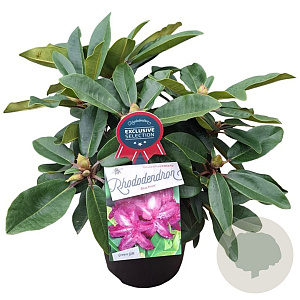 Rhododendron 'Blue Print' 30-40 cm 5,0L struik