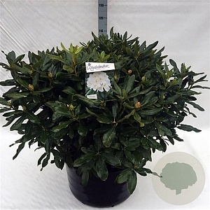 Rhododendron 'Cunningham's White' 80-100 cm cont. 80L