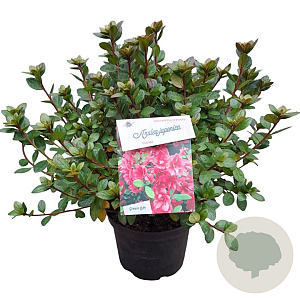Rhododendron (AJ) 'Florida' 25-30 cm 4,0L