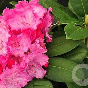 Rhododendron 'Germania' 80-100 cm cont. 80L