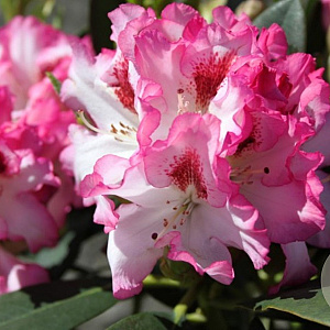 Rhododendron 'Hachmann's Charmant' 60-70 cm 20L
