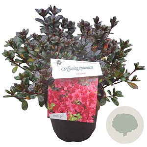 Rhododendron (AJ) 'Little Red' 25-30 cm 4,0L