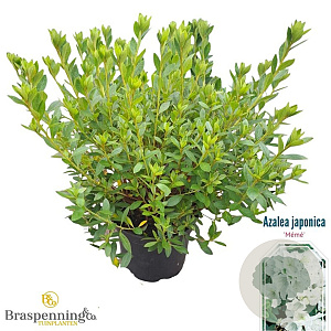 Rhododendron (AJ) 'Mémé' 25-30 cm 4,0L