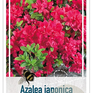 Rhododendron (AJ) 'Moederkensdag' 25-30 cm 4,0L