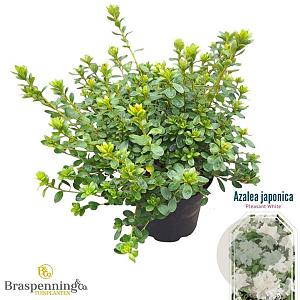 Rhododendron (AJ) 'Pleasant White' 25-30 cm 4,0L