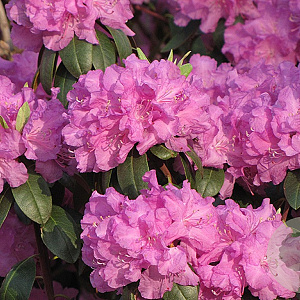 Rhododendron 'Regal' 30-40 cm 5,0L struik