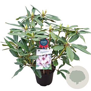 Rhododendron 'Saffrano' 30-40 cm 5,0L struik