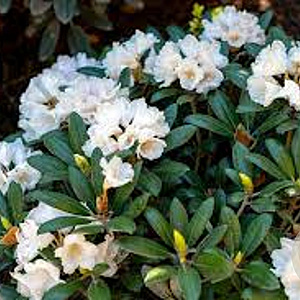 Rhododendron (Y) 'Schneewolke' 90 cm stam 7,5L