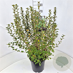 Ribes alpinum 'Schmidt' 60-80 cm 10L